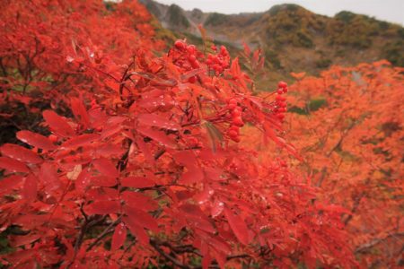 秋の穂高岳涸沢 紅葉満喫